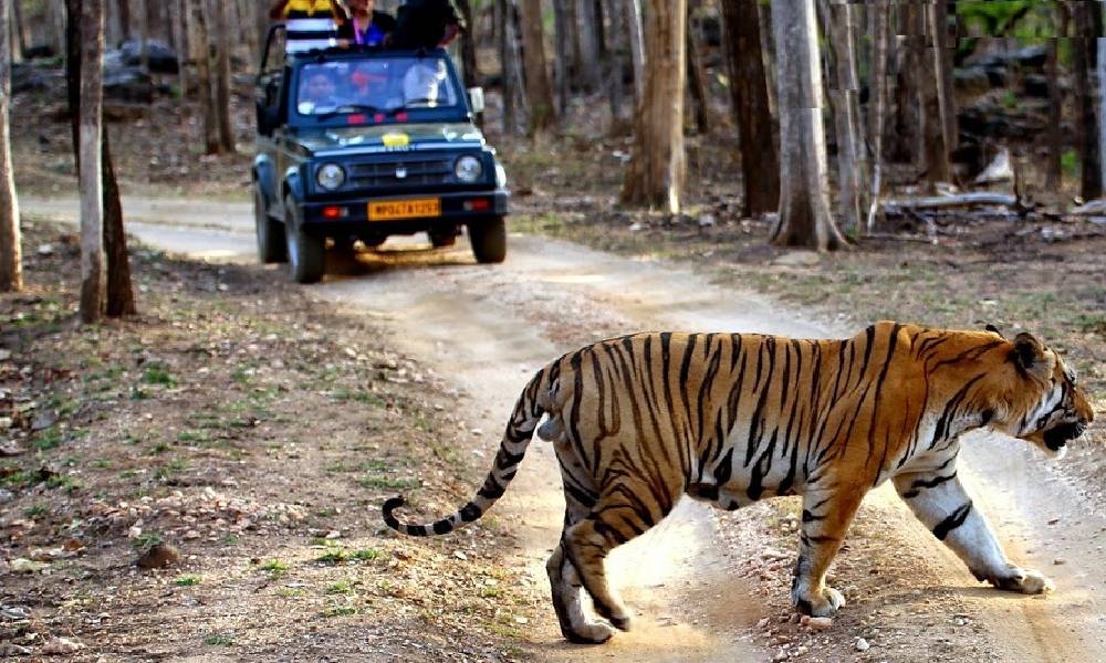 Special Safari Experience